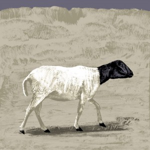https://illustrations.oliviercharpentier.com:443/files/gimgs/th-30_TBDEF MOUTON DE SOMALIE_v2.jpg